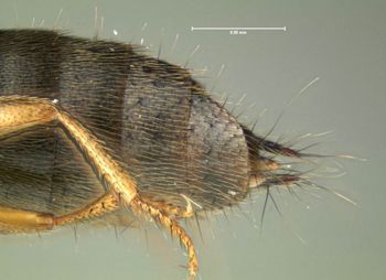 Media type: image;   Entomology 601713 Aspect: thorax lateral